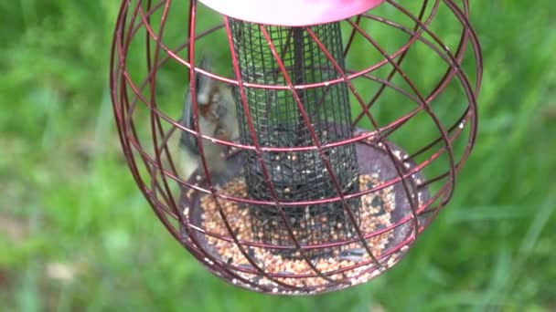 Nuthatch Recogiendo Semillas Girasol Alimentador Aves Metal — Vídeos de Stock