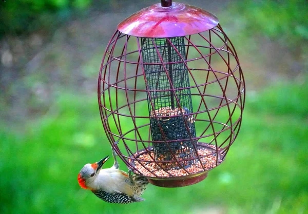 Pica Pau Barriga Vermelha Comendo Sementes Alimentador Pássaros Metal — Fotografia de Stock