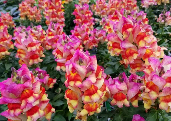 Couleur Mixte Snapdragon Sunset Une Fleur Annuelle Verticale — Photo