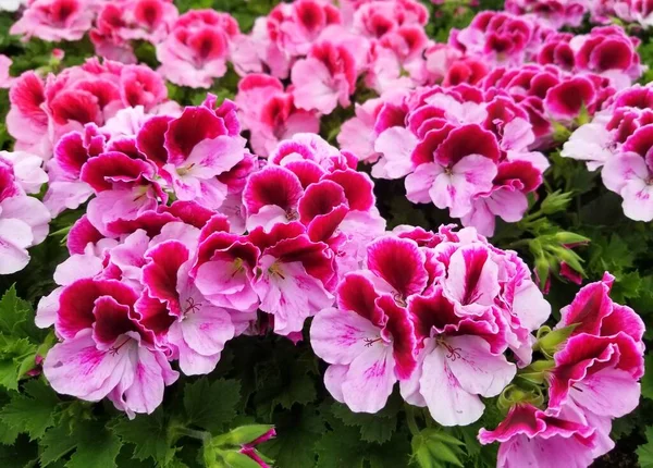 Hermosas Flores Geranio Regio Bicolor Floreciendo Primavera — Foto de Stock