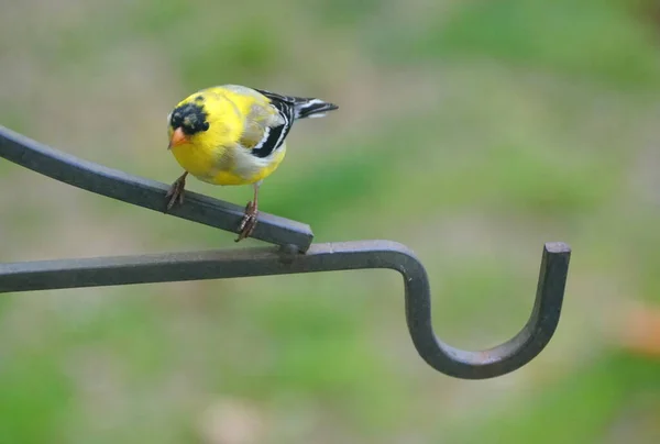 Μια Όμορφη Αμερικανική Goldfinch Σκαρφαλώνει Στο Μεταλλικό Πόλο — Φωτογραφία Αρχείου