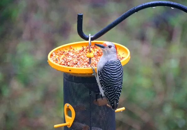 Pájaro Carpintero Vientre Rojo Comiendo Semillas Silvestres Comedero Aves — Foto de Stock