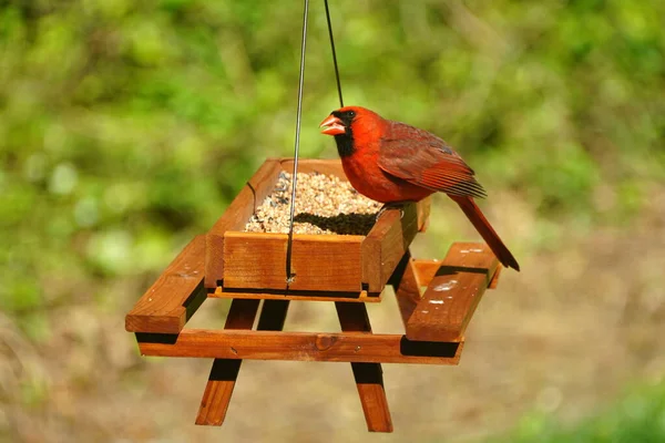 Ein Roter Kardinal Isst Samen Auf Einem Hölzernen Picknicktisch — Stockfoto