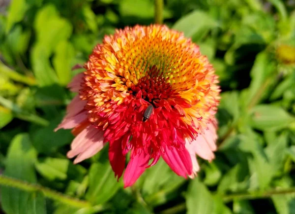 Linda Coneflower Double Scoop Framboesa Uma Flor Perene — Fotografia de Stock