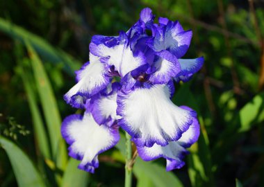 Mavi ve beyaz sakallı süsen çiçeği tam çiçeklendiğinde