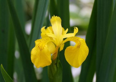 İlkbaharda açan güzel sarı süsen çiçeği.