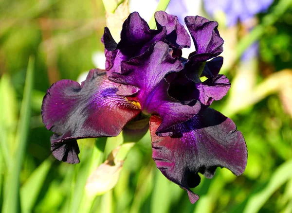 Dark Purple Bearded Iris Flower Full Bloom Royalty Free Stock Photos