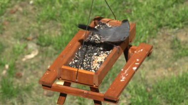 Ahşap piknik masasında kuş yemi yiyen gri bir kedi kuşu.