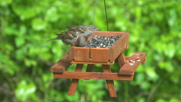 Casa Finches Comer Sementes Alimentador Pássaro Mesa Piquenique Madeira — Vídeo de Stock