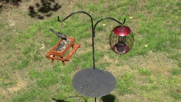 Die Ansicht Einer Stange Mit Zwei Vogeltränken Mit Eichhörnchen Schallwand — Stockvideo
