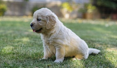 Otların arasında oturan av köpeği..
