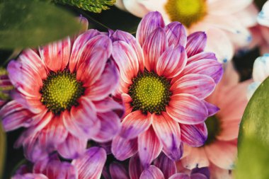 Kapalı menekşe mor papatya çiçeği.