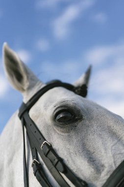 Beyaz atın göz portresinin ayrıntıları..