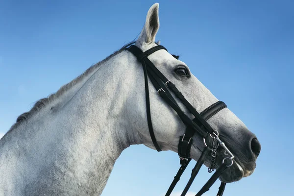 Cavallo Bianco Ritratto Equestre Mondo Equino — Foto Stock