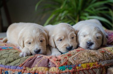 Tatlı bir golden retriever yavrusunun portresi ya da uyuyan bebeklerin.