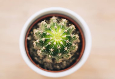 Notocactus uebelmannianus kaktüsünün beyaz tenceredeki tahta arka planı.