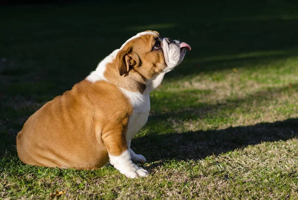 Englische Weiße Und Braune Bulldogge Sitzt Mit Der Zunge Gras — Stockfoto
