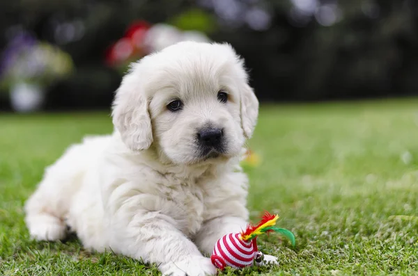 Portrait Chiot Golden Retriever Deux Mois Avec Jouet Couleur Sur — Photo