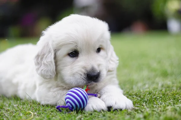 Portret Golden Retrievera Dwumiesięczny Szczeniak Kolorową Zabawką Trawie — Zdjęcie stockowe