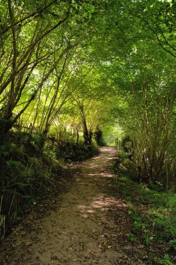 Asturias, İspanya 'daki Orman