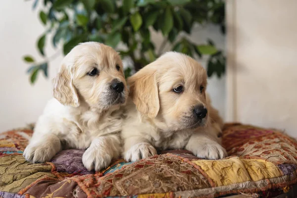 Par Lindos Cachorros Golden Retriever Acostados Retrato — Foto de Stock