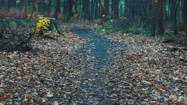 Sentiero nella foresta Hvezda durante l'autunno con foglie e fiori marroni — Foto Stock