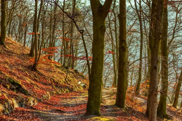 Passeggiata autunnale sentiero forestale sotto la luce calda del sole — Foto Stock