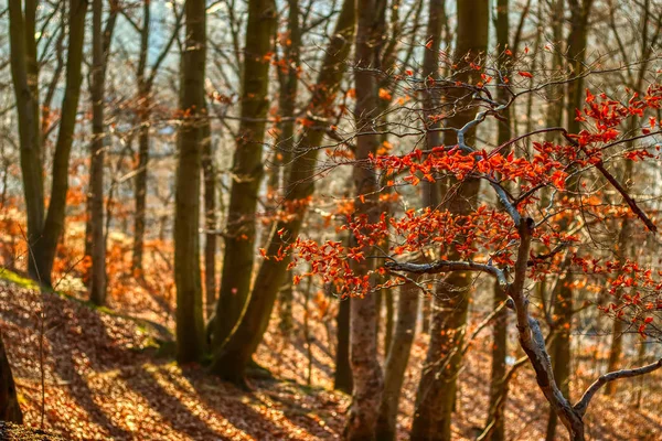 Outono caminhada floresta caminho sob a luz solar quente — Fotografia de Stock