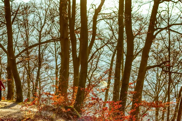 Passeggiata autunnale sentiero forestale sotto la luce calda del sole — Foto Stock