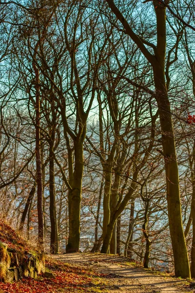 Outono caminhada floresta caminho sob a luz solar quente — Fotografia de Stock