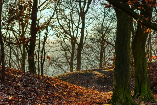 Passeggiata autunnale sentiero forestale sotto la luce calda del sole — Foto Stock