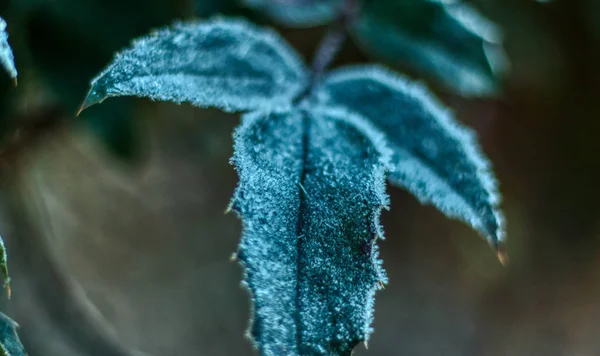 Kış sabahı buzlu yaprağın ayrıntıları ve güzel bokeh