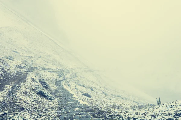 Skogsstig under en snow blizzard. — Stockfoto