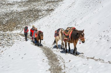 Thorong La, Nepal - 16 Ekim: 5416 m, bir dağ geçidinde Ekim 2016 Annapurna devre trek Nepal, üzerinde aşağı atlar hayvan sürüsü Sherpas.