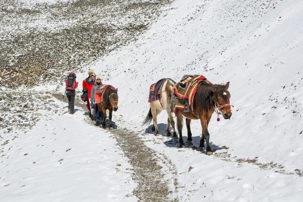 Thorong La, Nepal - October 16: Sherpas herding horses down a mountain pass at 5416 m, on October 2016 at Annapurna circuit trek in Nepal. — Stock Photo, Image