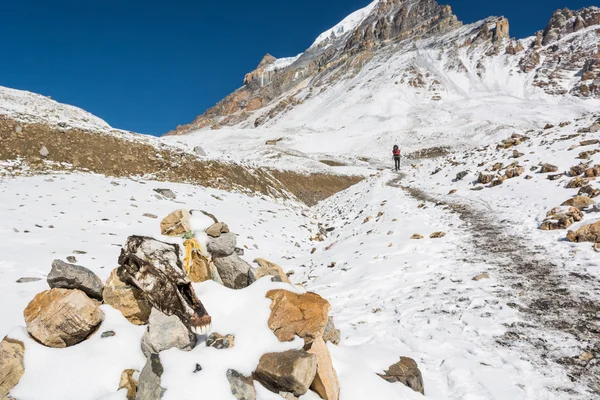 Teschio di uno yak lungo il sentiero di montagna che passa per Thorong La . — Foto Stock