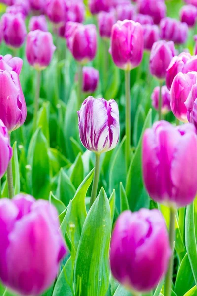 Tulipán blanco y violeta . —  Fotos de Stock