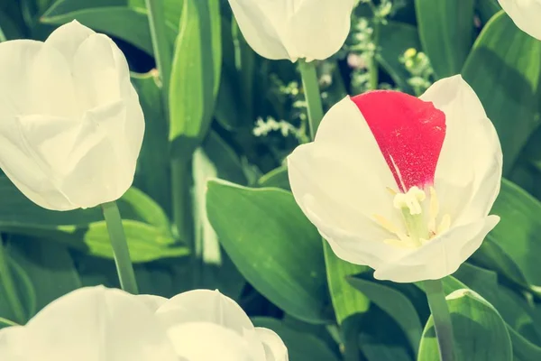 Tulipa única de duas cores . — Fotografia de Stock