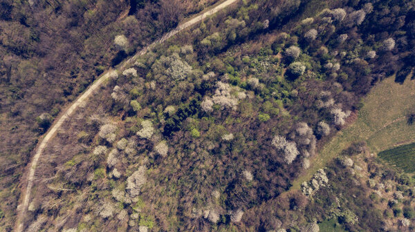 Aerial view of forest with wild cherries waking into spring. Road curving through.