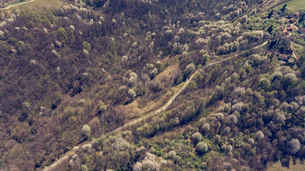 Widok z lotu ptaka na las z dzikimi czereśnie budzi się wiosną. — Zdjęcie stockowe