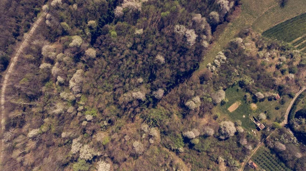 Vue aérienne de la forêt aux cerises sauvages se réveillant au printemps . — Photo