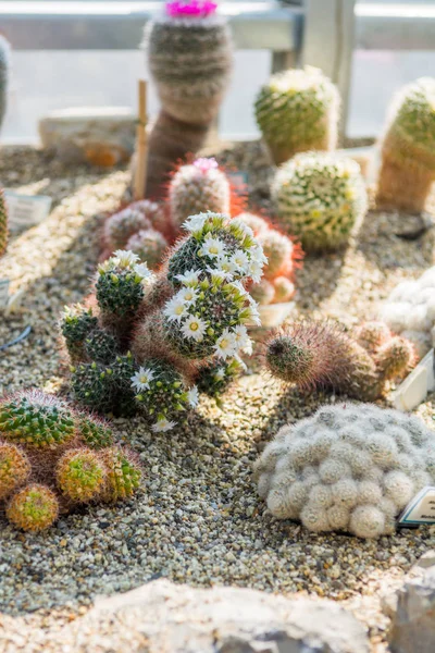 Cactus plants growing in botanic garden.