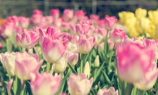 Kvetoucí růžové a žluté tulipány. — Stock fotografie