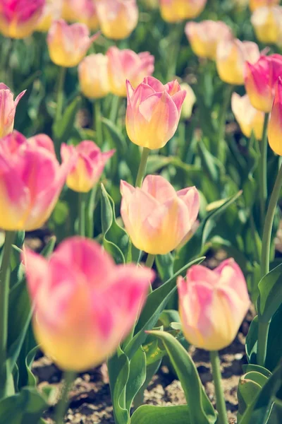 Tulipanes rosados y amarillos florecientes . —  Fotos de Stock