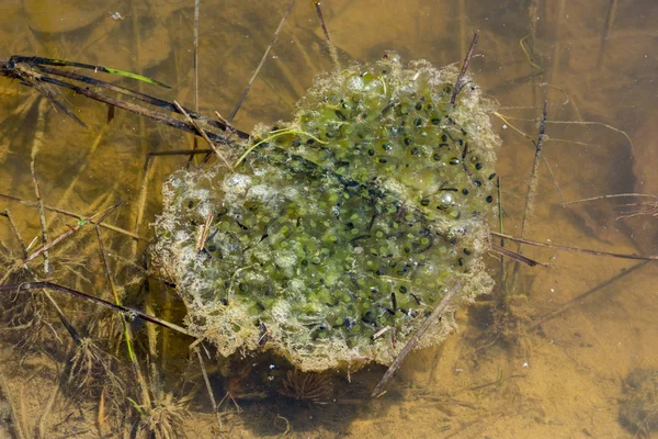 Frog boet flytande i en damm. — Stockfoto