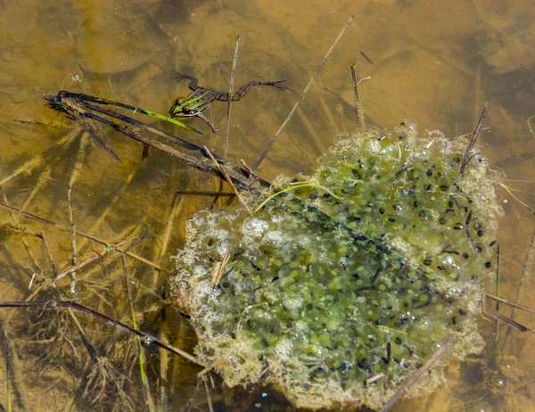 Frog bevakning boet. — Stockfoto