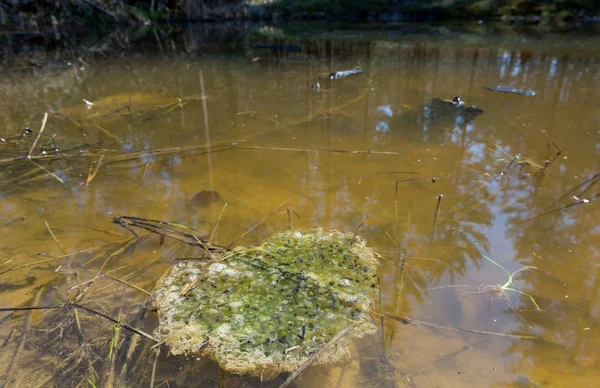 Frog boet flytande i en damm. — Stockfoto