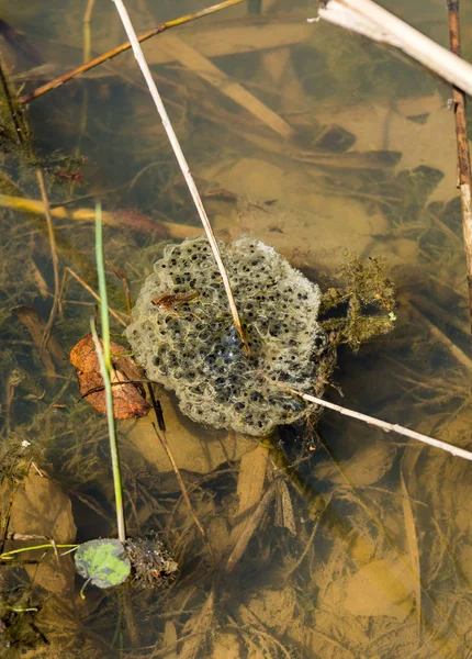 Frog boet flytande i en damm. — Stockfoto