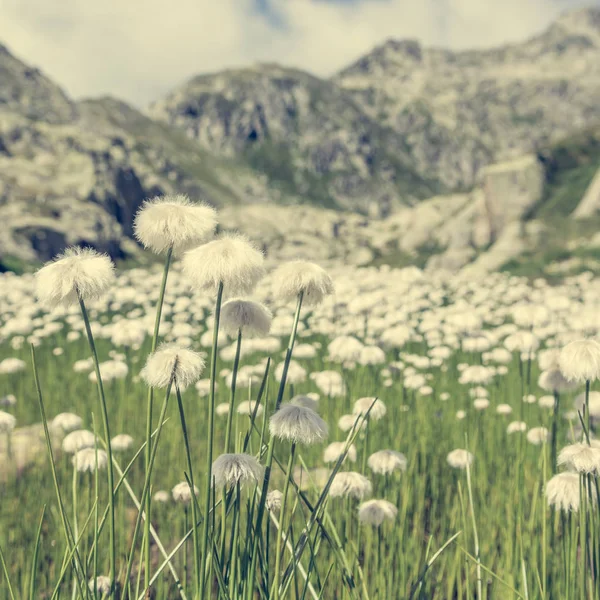 Weiße Bergblumen. — Stockfoto