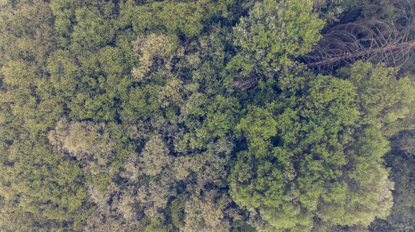 Aerial view of a forest. Tops of different trees.